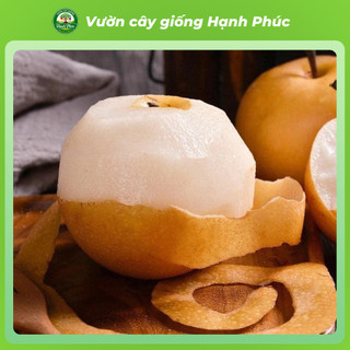 Cây giống LÊ NÂU (MẮC CỌP) - LÊ VÀNG Chuẩn Giống, Siêu Sai Quả, Dễ Trồng, Năng Suất Cao - Hỏa tốc HN