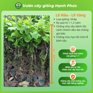 Cây giống LÊ NÂU (MẮC CỌP) - LÊ VÀNG Chuẩn Giống, Siêu Sai Quả, Dễ Trồng, Năng Suất Cao - Hỏa tốc HN