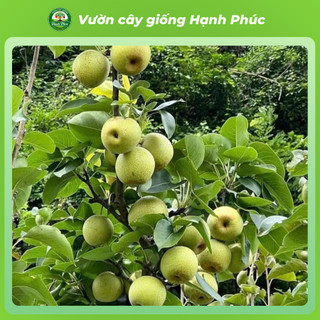 Cây giống LÊ NÂU (MẮC CỌP) - LÊ VÀNG Chuẩn Giống, Siêu Sai Quả, Dễ Trồng, Năng Suất Cao - Hỏa tốc HN