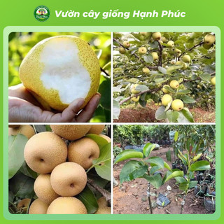 Cây giống LÊ NÂU (MẮC CỌP) - LÊ VÀNG Chuẩn Giống, Siêu Sai Quả, Dễ Trồng, Năng Suất Cao - Hỏa tốc HN