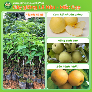 Cây giống LÊ NÂU (MẮC CỌP) - LÊ VÀNG Chuẩn Giống, Siêu Sai Quả, Dễ Trồng, Năng Suất Cao - Hỏa tốc HN