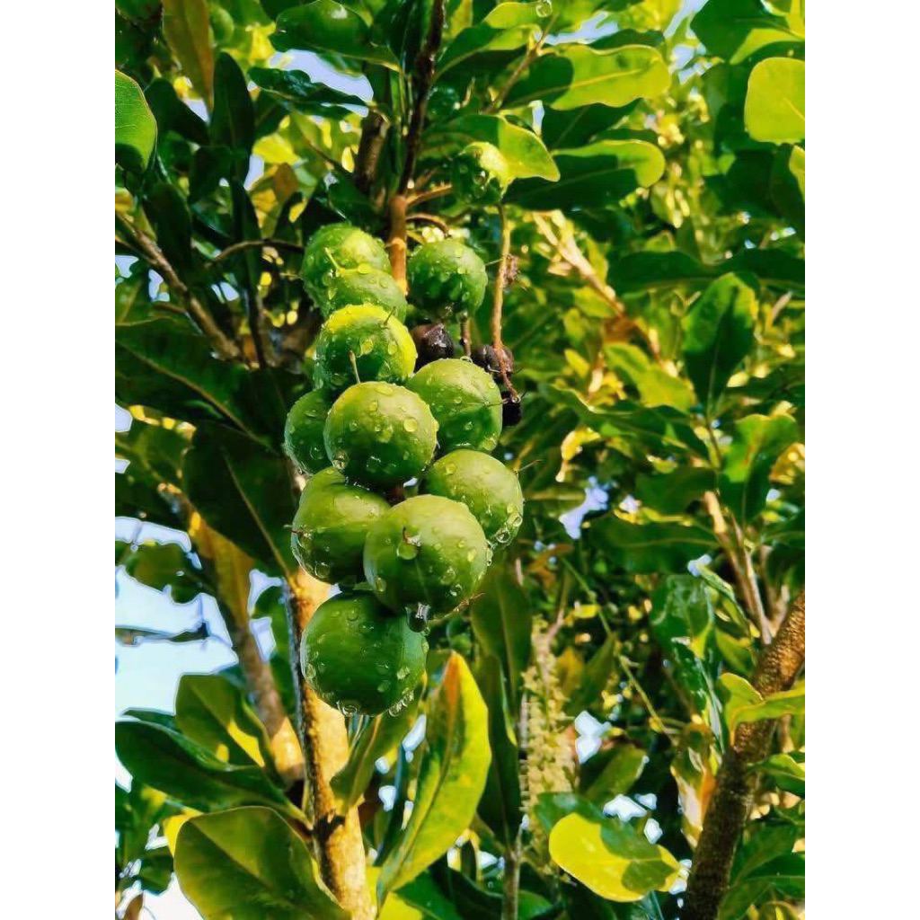 Macca Lai Châu Tươi Nguyên Vỏ Vụ Mới | Hạt Già Ngọt Bùi Béo Ngậy Làm Sữa Hạt Ăn Healthy 1kg