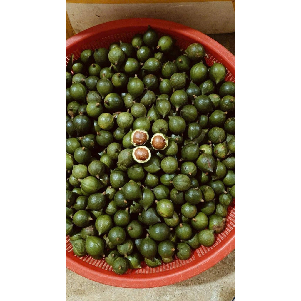 Macca Lai Châu Tươi Nguyên Vỏ Vụ Mới | Hạt Già Ngọt Bùi Béo Ngậy Làm Sữa Hạt Ăn Healthy 1kg