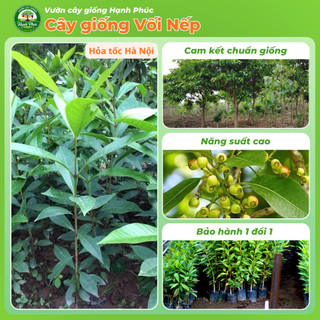 Cây giống VỐI NẾP nấu nước mát giải nhiệt thanh lọc cơ thể, chuẩn giống chất lượng cao