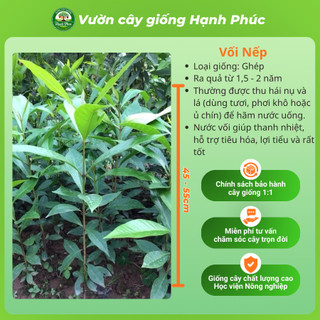 Cây giống VỐI NẾP nấu nước mát giải nhiệt thanh lọc cơ thể, chuẩn giống chất lượng cao