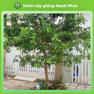 Cây giống VỐI NẾP nấu nước mát giải nhiệt thanh lọc cơ thể, chuẩn giống chất lượng cao