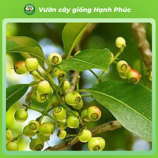 Cây giống VỐI NẾP nấu nước mát giải nhiệt thanh lọc cơ thể, chuẩn giống chất lượng cao