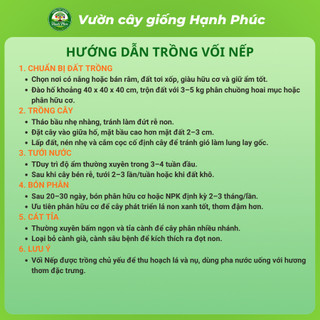 Cây giống VỐI NẾP nấu nước mát giải nhiệt thanh lọc cơ thể, chuẩn giống chất lượng cao