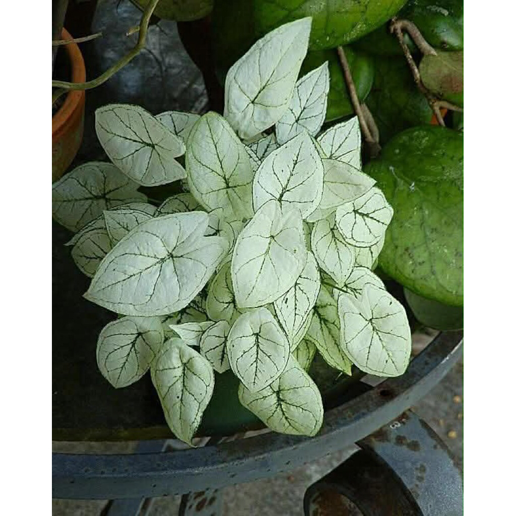 Môn bạch tuyết , Caladium humboldtii mini Snow White chơi terrarium bán cạn,cây trang trí để bàn rất đẹp