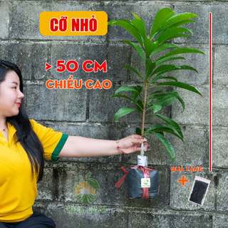 Cây Lê Ki Ma Thái THIỆN FARM vị ngọt mềm thơm nồng, cây trồng chậu, trồng sân thượng, ban công
