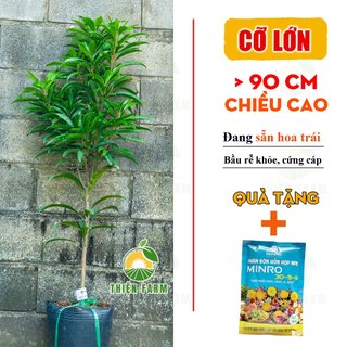 Cây Lê Ki Ma Thái THIỆN FARM vị ngọt mềm thơm nồng, cây trồng chậu, trồng sân thượng, ban công