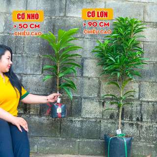 Cây Lê Ki Ma Thái THIỆN FARM vị ngọt mềm thơm nồng, cây trồng chậu, trồng sân thượng, ban công