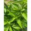 Lá cẩm tím tươi 1kg - Lá nhuộm màu thực phẩm tự nhiên dùng nấu xôi, bánh