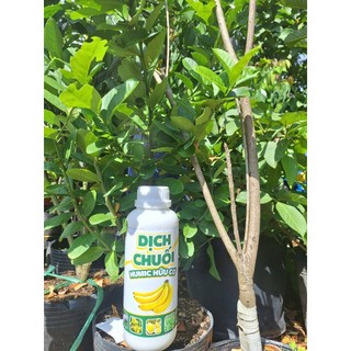 1 Lít Chế Phẩm Dịch Chuối Humic Hữu Cơ