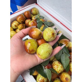 [ JENNY FRUIT ] [ HỎA TỐC ] Táo tàu giòn ngọt
