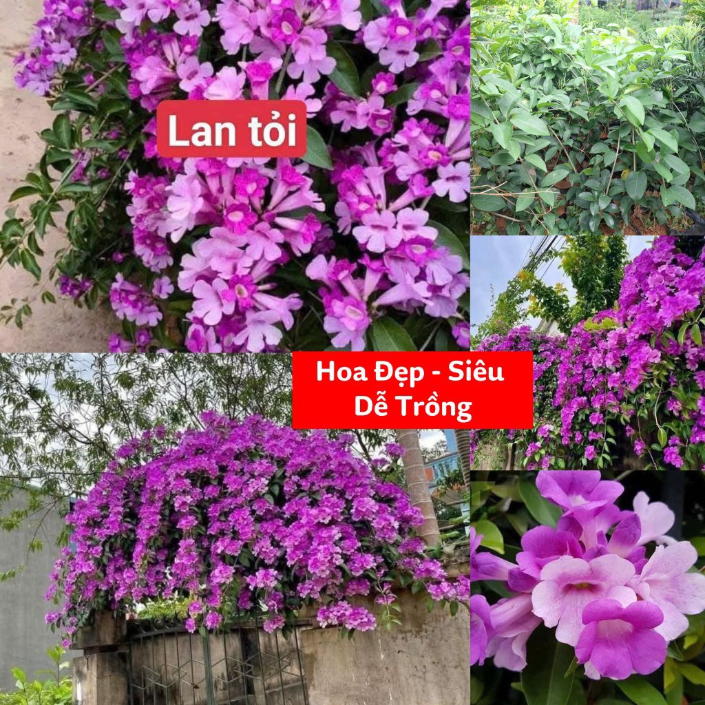 Bầu Giống hoa lan tỏi lâu năm, trồng cực đẹp