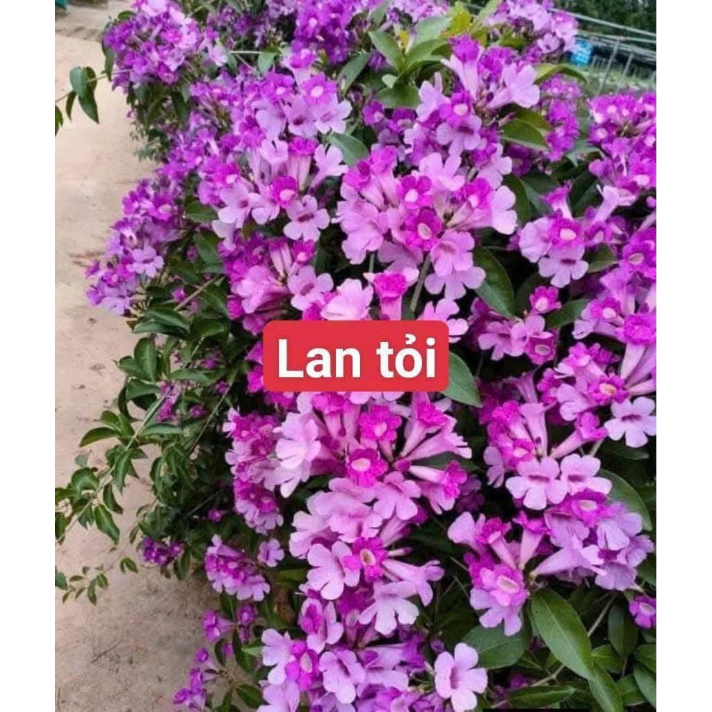 Bầu Giống hoa lan tỏi lâu năm, trồng cực đẹp