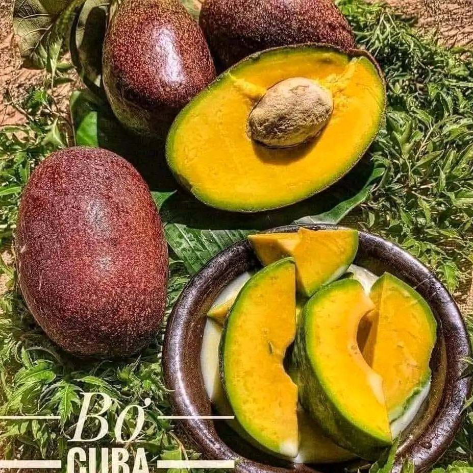 Bơ Sáp Đắk Lắk Tuyển Chọn Trái Già, Dẻo Béo Ngậy, Size 2-3 Trái/kg Chín Tự Nhiên, Giao Toàn Quốc