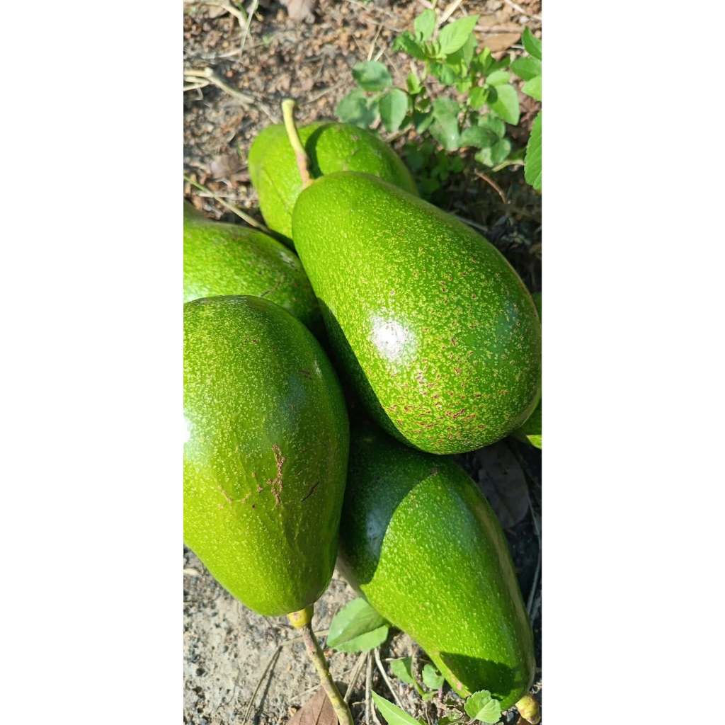 Bơ Sáp Đắk Lắk Tuyển Chọn Trái Già, Dẻo Béo Ngậy, Size 2-3 Trái/kg Chín Tự Nhiên, Giao Toàn Quốc