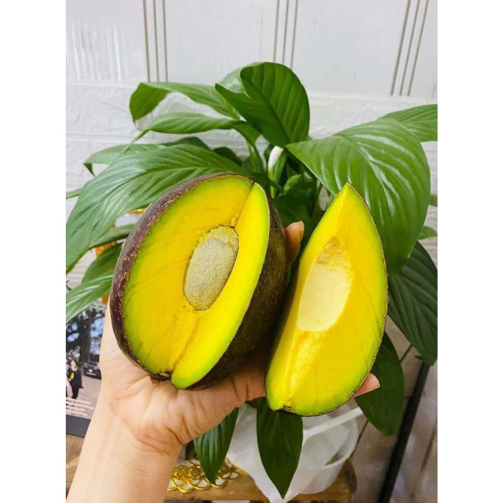 Bơ Sáp Đắk Lắk Tuyển Chọn Trái Già, Dẻo Béo Ngậy, Size 2-3 Trái/kg Chín Tự Nhiên, Giao Toàn Quốc
