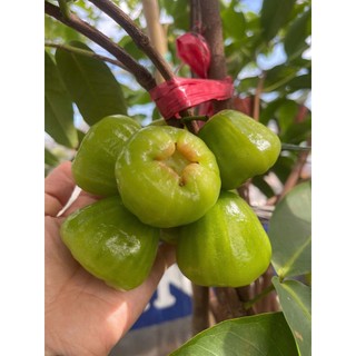 Can 5 Lít Chế Phẩm Dịch Chuối Humic Hữu Cơ