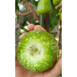 1 Lít Mật rỉ đường hỗ trợ cải tạo đất, chất xúc tác ủ phân