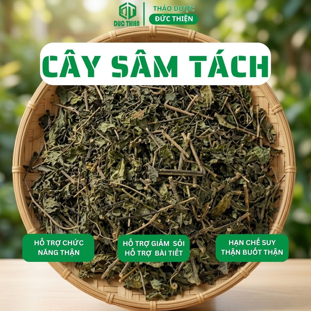 500g Cây Sâm Tách (Cây Nổ, Sâm Tanh Tách) Thảo Dược Đức Thiện – Hỗ Trợ Thậ.n, Ti.ết Ni.ệu, Giảm Sỏi