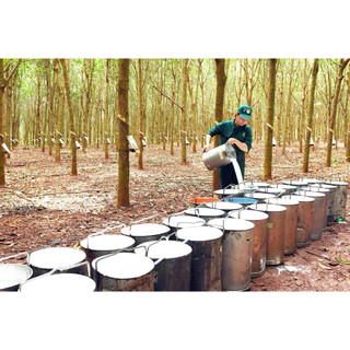 KÍCH THÍCH MỦ CAO SU HK DTĐ ROOT 2 GIÚP RA MỦ NHIỀU - CÂY KHOẺ - GIỮ ĐỘ - Chai 500ml