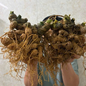 Củ Sâm Lai Châu, Sâm Ngọc Linh Lai Châu Hàng Rừng 7 năm tuổi Lẻ Củ Không lá