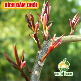 Phân bón lá Atonik THIỆN FARM, thúc đẩy sinh trưởng, ra rễ, ra chồi, ra hoa lá