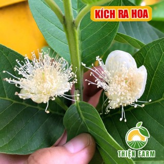 Phân bón lá Atonik THIỆN FARM, thúc đẩy sinh trưởng, ra rễ, ra chồi, ra hoa lá