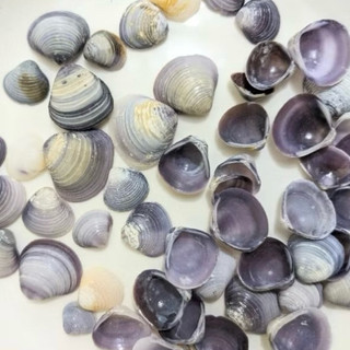 Vỏ Hến Tím Tự Nhiên dùng làm hoa, phụ kiện Handmade, trang trí
