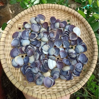 Vỏ Hến Tím Tự Nhiên dùng làm hoa, phụ kiện Handmade, trang trí