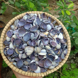 Vỏ Hến Tím Tự Nhiên dùng làm hoa, phụ kiện Handmade, trang trí