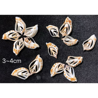 Vỏ ốc nhảy BỨM họa tiết cắt lát dùng làm hoa, phụ kiện Handmade, trang trí