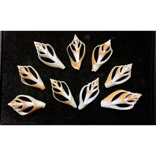 Vỏ ốc nhảy BỨM họa tiết cắt lát dùng làm hoa, phụ kiện Handmade, trang trí