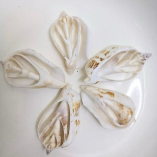 Vỏ ốc nhảy BỨM họa tiết cắt lát dùng làm hoa, phụ kiện Handmade, trang trí