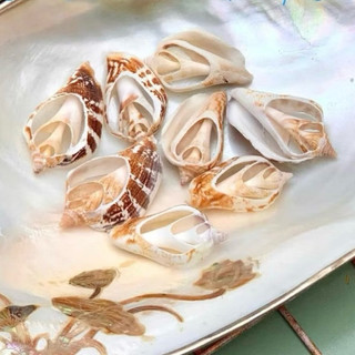 Vỏ ốc nhảy BỨM họa tiết cắt lát dùng làm hoa, phụ kiện Handmade, trang trí