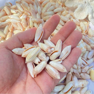 Vỏ ốc ngọc lan dài dùng làm hoa, phụ kiện Handmade, trang trí