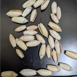 Vỏ ốc ngọc lan dài dùng làm hoa, phụ kiện Handmade, trang trí