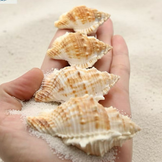 Vỏ ốc Da Cóc (5-7cm) - Vỏ ốc mượn hồn - Vỏ ốc trang trí dùng làm hoa, phụ kiện Handmade