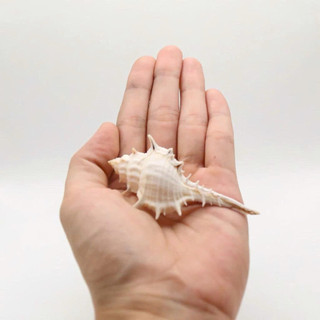 Vỏ ốc Gai Trắng Đuôi Dài - Vỏ ốc trang trí dài dùng làm hoa, phụ kiện Handmade