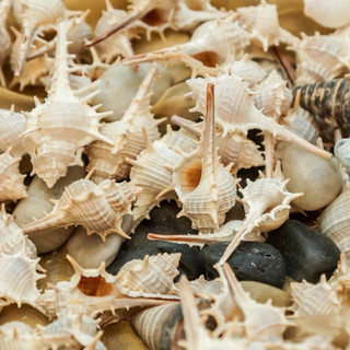 Vỏ ốc Gai Trắng Đuôi Dài - Vỏ ốc trang trí dài dùng làm hoa, phụ kiện Handmade