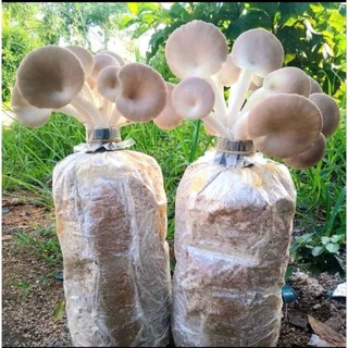 5 phôi nấm bào ngư xám dễ trồng 7-10 ngày ra nấm