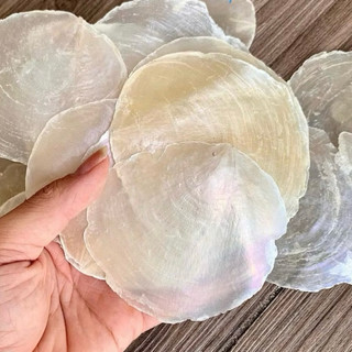 Vỏ xà cừ 7 màu size to, dùng trang trí sự kiện handmade