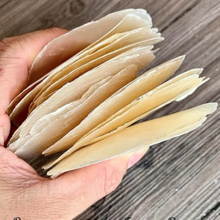 Vỏ xà cừ 7 màu size to, dùng trang trí sự kiện handmade