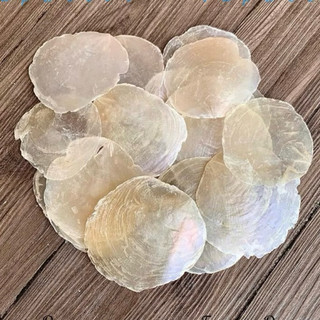 Vỏ xà cừ 7 màu size to, dùng trang trí sự kiện handmade
