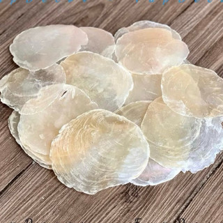 Vỏ xà cừ 7 màu size to, dùng trang trí sự kiện handmade