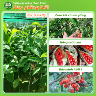 Cây giống DỔI Chuẩn Giống Gỗ Quý, Hạt làm Gia Vị, Siêu Sai Quả, Dễ Trồng, Năng Suất Cao - Hỏa tốc HN