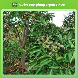 Cây giống DỔI Chuẩn Giống Gỗ Quý, Hạt làm Gia Vị, Siêu Sai Quả, Dễ Trồng, Năng Suất Cao - Hỏa tốc HN